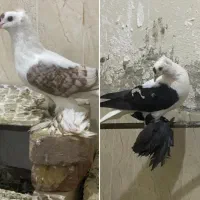 سوالا کبوتر تزیینی|حیوانات|مشهد, امیریه|دیوار