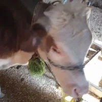 گوساله 8ماه|حیوانات مزرعه|کوهرنگ, |دیوار