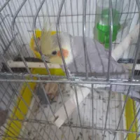 عروس هلندی سخن گو|پرنده|ماهدشت, |دیوار