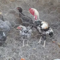 تخم لاری اصل نطفه دار|حیوانات مزرعه|دلند, |دیوار