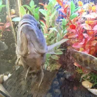 ماهی سیچیلاید28سانت|ماهی|فردیس, فردیس|دیوار