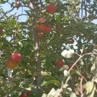 باغ ویلا  گلمکان ۵۰۰ متر دور دیوار  مسکونی|فروش خانه و ویلا|گلمکان, |دیوار