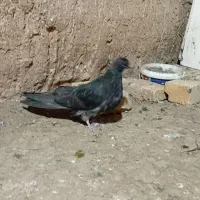 کبوتر پرشی وزینتی