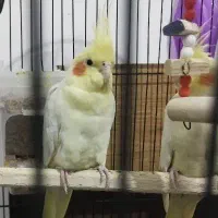 یک جفت عروس هلندی بالغ