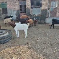 بز پاکستانی|حیوانات مزرعه|سبزوار, قصبه غربی|دیوار