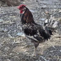 تخم مرغ گلین|حیوانات مزرعه|شیراز, شهرک بهار|دیوار