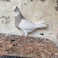 کبوتر طوقی|پرنده|بردخون, |دیوار