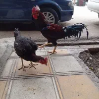 مرغ و خروس لاری