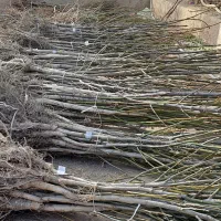 نهالستان عرضه انواع نهال با کیفیت