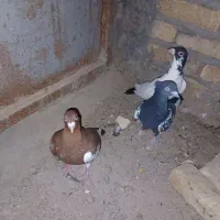 سلام خدمت دوستان عشق باز|پرنده|یزد, |دیوار