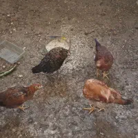 مرغ و خروس