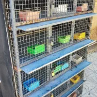 قفس  مرغ خروس پرنده