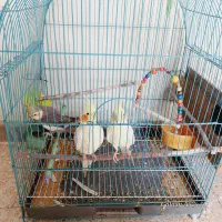 دو جفت عروس هلندی. باقفس . معاوضه با قناری|پرنده|فولادشهر, B5|دیوار