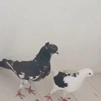 کبوتر