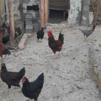 خروس بومی و مرغ لاری|حیوانات مزرعه|بادرود, |دیوار