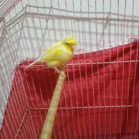 قناری گلاستر