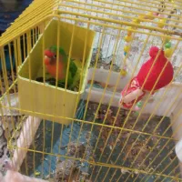 برزیلی بسیارسرحال