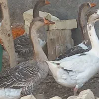 قوغاز کاکلی درجه یک جوان|حیوانات مزرعه|قم, جمکران|دیوار