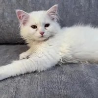 بچه گربه پرشین عروسکی