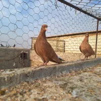 سلام فروش|پرنده|بهبهان, |دیوار