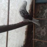 کبوتر گمشده