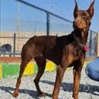 سگ محافظ همه چی تموم دوبرمن نگهبان شجاع|سگ|تهران, دربند|دیوار