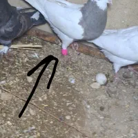 کبوتر گمشده