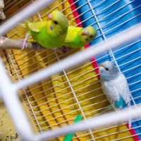 جوجه مرغ عشق دستی