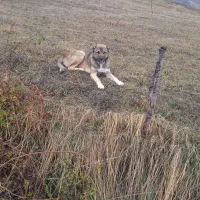 واگذاری سگ ماده یا نر