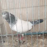 اوچان و اویناق بشرط