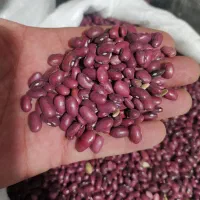 لوبیا قرمز سرحد درجه 1