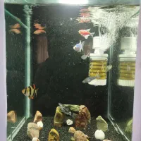 آکواریوم با ماهی و لوازم کامل