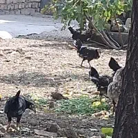 جوجه|حیوانات مزرعه|شازند, |دیوار