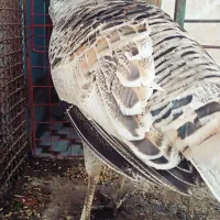 بوقلمون ماده ساده