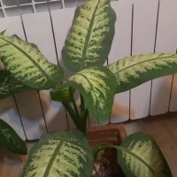 گل دیفین باخیا در انواع متفاوت|گل و گیاه طبیعی|مشگین شهر, |دیوار