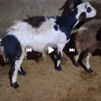 بره قوچ نه ماهه