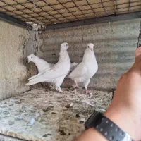 کفتر ۳تا جوجه|پرنده|ری, سرتخت|دیوار