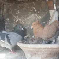 نروماده زرد و سبز کاکلی عطیقه