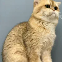 گربه نر بریتیش گلد ny12 با کیفت جهت جفت گیری