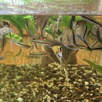 ماهی دم شمیری مولد و آنجل مولد|ماهی|رشت, سعدی (تختی)|دیوار