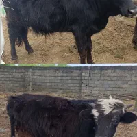 توضیحات دوراس گاو نر ورزا گودر