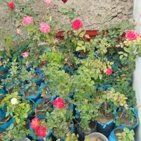 گل های محمدی|گل و گیاه طبیعی|مشگین شهر, |دیوار