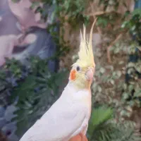 عروس هلندی  ماده