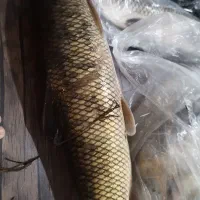 بالیخ ساتیرام