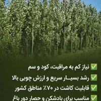 انواع نهال صنوبر، سرمایه گذاری امن و اسان