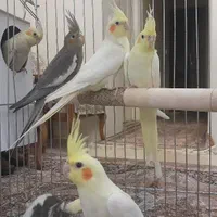 دوعدد نر و ماده (مولد)همراه با چهارعدد جوجه|پرنده|تهران, تهران‌نو|دیوار