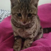 واگذاری رایگان بچه گربه ۴.۵ ماهه