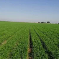 اجاره زمین کشاورزی|اجارهٔ دفتر صنعتی، کشاورزی، تجاری|محمدبار, |دیوار