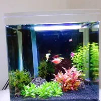 اکواریوم وماهی