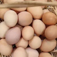 تخم مرغ محلی